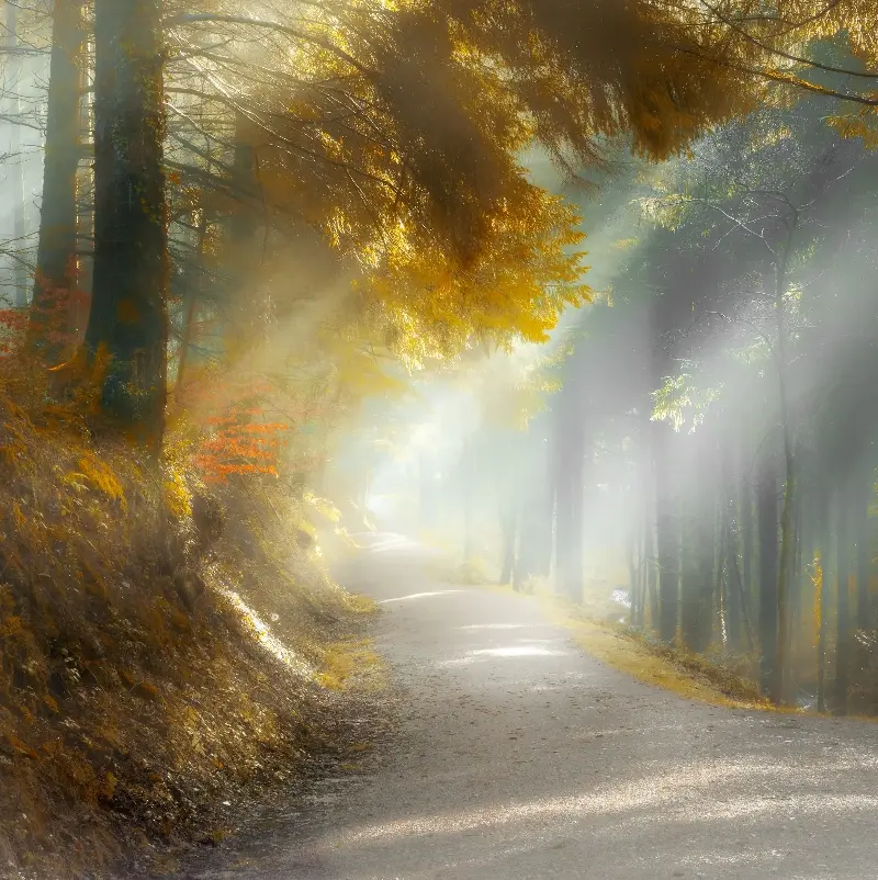 Cardinham becomes fiery and misty in autumn - getty
