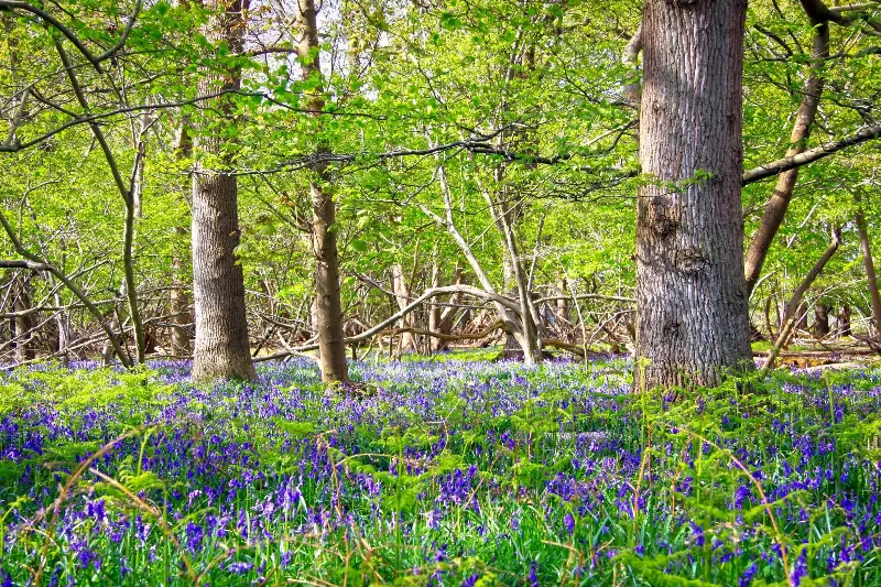 Bradfield Woods have a long history, with coppicing recorded here back in the 13th century - Jesse Walker/Suffolk Wildlife Trust