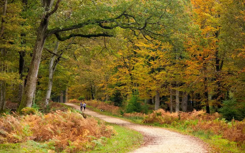The New Forest is one of the UK’s best woodlands for an autumnal stroll - Travelpix Ltd