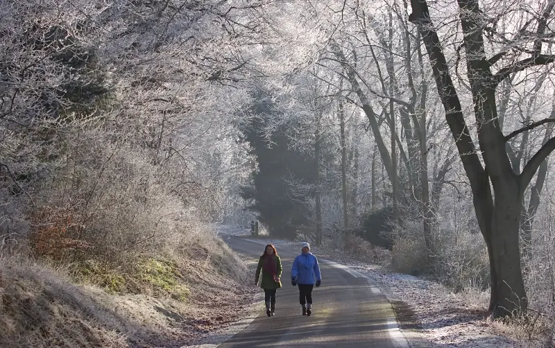 Take a stroll through Wendover Woods in winter to spot rare firecrest birds - Alamy/Avico Ltd