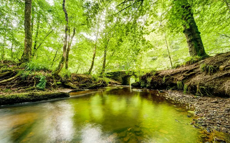 Walking through Gelt Wood encourages you to stop and listen to the woodland and wildlife - D&HPhotographers