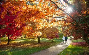 England’s 20 best woodland walks