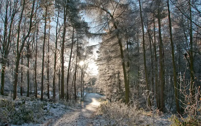 At Jackson’s Bank, woodland combines with modern plantations for an impressive winter walk