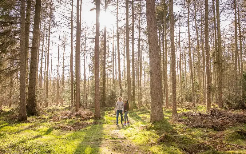 Broxa Forest is an important location to spot rare nightjar birds - Dependable Productions