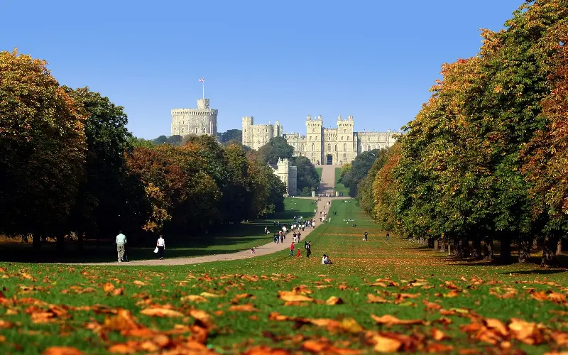 Walk under the branches of ancient trees at Windsor Great Park, some of which are over 1,000 years old