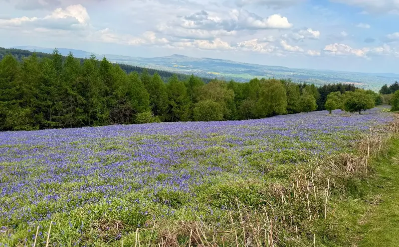 In spring, the land around Mortimer Forest enjoys an abundance of wildflowers