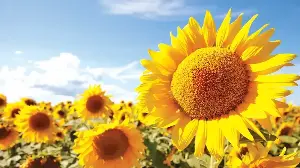Do This 2-Minute Job Right Before Your Sunflowers Bloom – for Bigger, Longer-Lasting Flowers