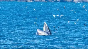 Whales have been spotted in Nha Trang Bay; tourists are advised to maintain distance.
