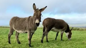 Donkeys help prevent wildfires