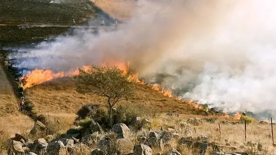 Research indicates that managed livestock grazing can effectively reduce wildfire risks.