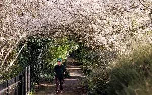 Cherry blossom to bloom early thanks to warm weather