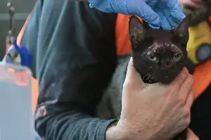 Cat miraculously rescued from ruins of deadly Venezuela earthquakes: "A ray of hope"