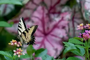 On Gardening: Have a blast with the 2027 ‘Caladium of the Year’