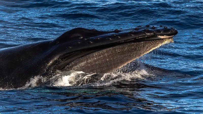 Jake spotted hundreds of humpback whales during the voyage (Adrian Wlodarczyk/Aurora Expeditions)