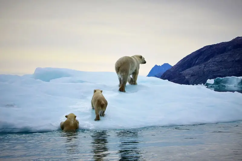Polar bears stalked the icebergs (Getty/iStock)