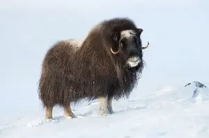 I took an expedition cruise from Iceland to Greenland and it was the trip of a lifetime