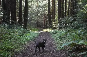 3 dog-friendly Bay Area camping spots to scout out this summer
