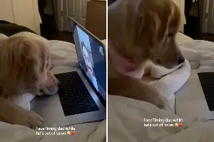 Tears at What Golden Retriever Does When ‘Dad’ Is Out of Town