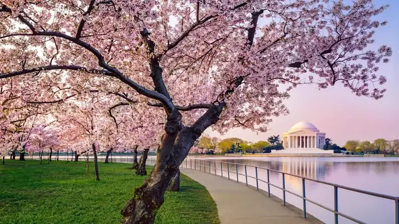 Washington DC cherry trees, footpath, Tidal Basin lake, Jefferson Memorial