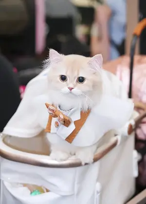 A cat worth nearly half a billion VND attracts attention at a cat beauty pageant in Ho Chi Minh City.
