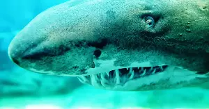 Sharks have been swimming in Earth’s oceans for roughly 450 million years — which means they predate the first tree by about 65 million years, and when sharks first appeared, the only plants on land were mosses and liverworts no taller than a few centimetres