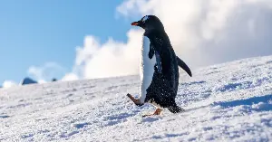 Every Antarctic winter, male emperor penguins stand for more than two months in temperatures down to minus 50 degrees Celsius, balancing a single egg on their feet — and eating nothing the entire time