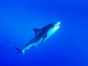 Tiger shark spotted off Cape Cod eating a turtle: ‘We’re likely to see more warm water species’