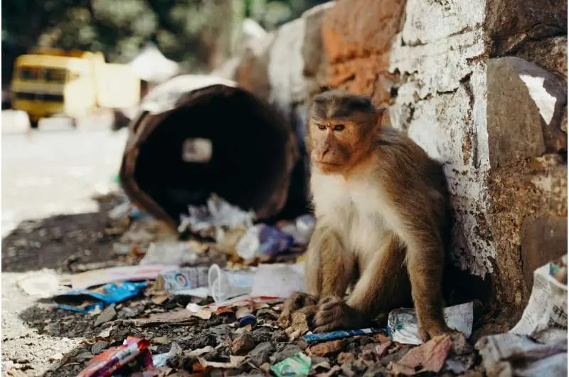 animals trash