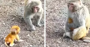 Animal World: Adorable moment as a mother monkey patiently teaches her baby to walk.
