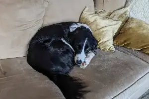 What your dog is trying to tell you when they steal your seat