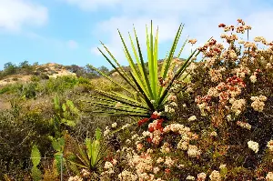 Earth Talk: Native plants