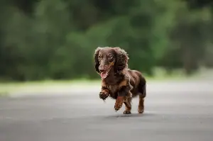 Hysterics at What Mini Dachshund Does After Getting Tired on Walks