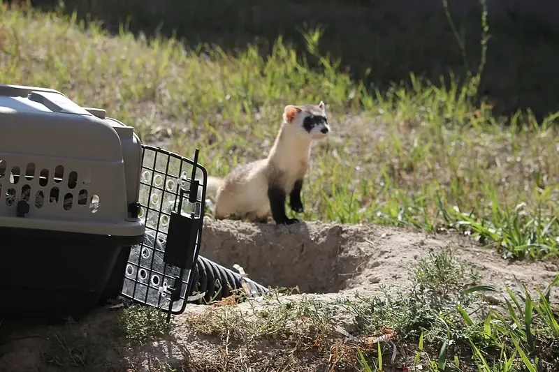 A black-footed ferret emerges from a transport carrier during a reintroduction effort.