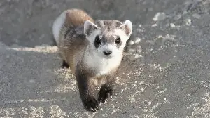 In 1986, biologists captured the last 18 black-footed ferrets; breeding efforts have returned over 2,600 to the wild