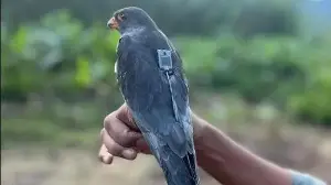 Tagged Amur falcon logs 4,700-km non-stop flight from Somalia to India