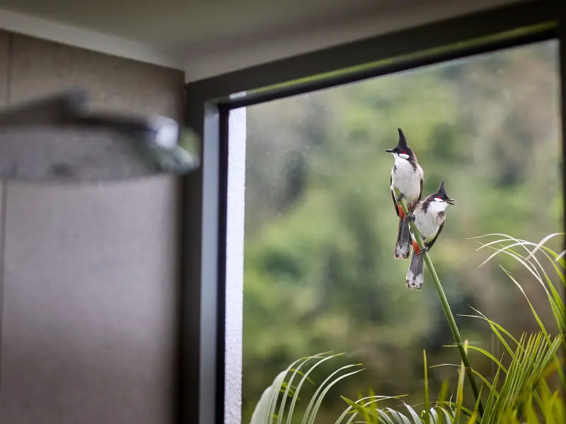 Nature two birds in Pui O