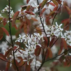Large plants enhance small gardens.