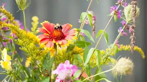 These 4 Vertical Gardening Tricks Can Transform Tiny Urban Spaces into Pollinator Havens