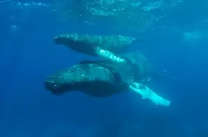 We assumed humpback whales had to reach warm tropical waters before giving birth, but a 2025 UNSW-led study found newborn calves as far south as Tasmania — around 1,500 kilometres beyond the accepted calving zone — suggesting some mothers give birth mid-migration and keep swimming north with their calves.