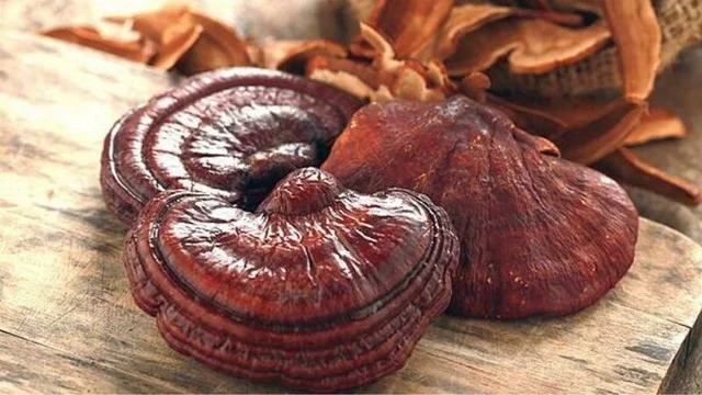 How to use reishi mushrooms correctly and safely - Image 3.