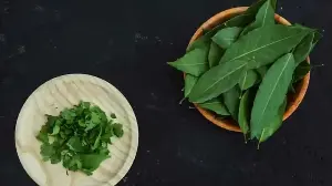 How To Grow Curry Leaves At Home: Kitchen Garden Tips
