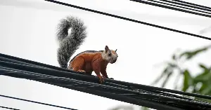 Squirrels can disrupt stock markets.