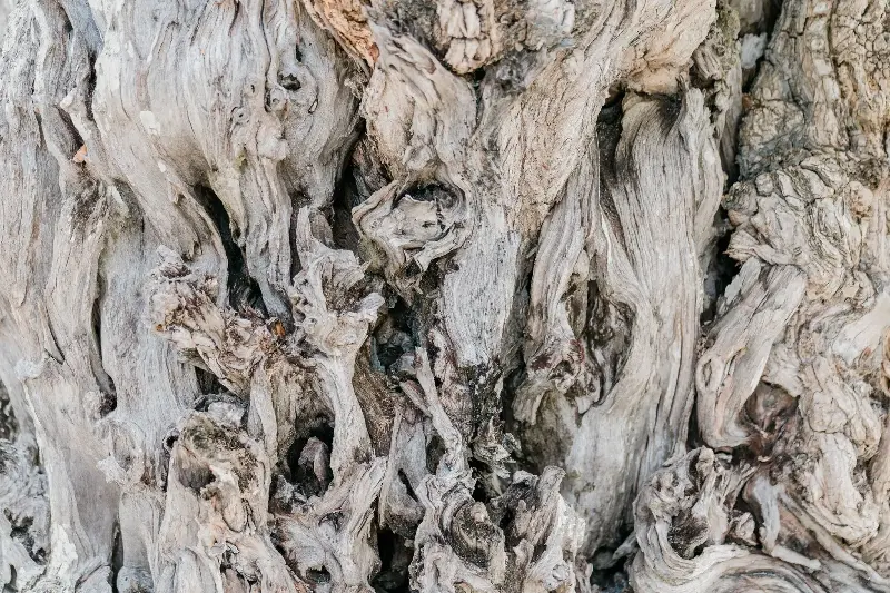 Close-up view of weathered tree bark displaying intricate textures and growth patterns.