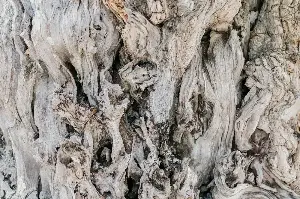 By 2025, a 4,800-year-old bristlecone pine named Methuselah in California’s White Mountains remained the oldest known non-clonal living tree, and the exact location of the gnarled, wind-stunted survivor is kept secret by the US Forest Service to protect it from vandals and souvenir hunters.