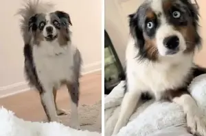 Dog has hilarious freakout after owner gets a makeover: "WHAT DID YOU DO WITH MY DAD?!?!?!"