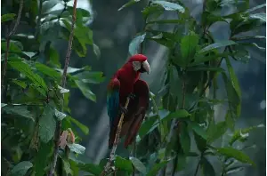 Back-to-back Amazon droughts trigger record forest stress
