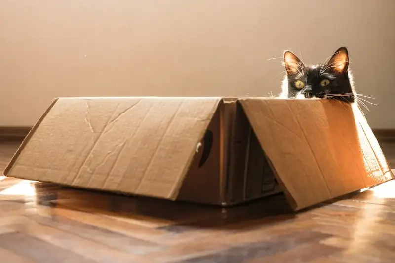 A cardboard box serves as a safe place for cats who need warmth and emotional protection. 