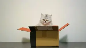 Everyday Explained: Why do cats prefer cardboard boxes over expensive beds?