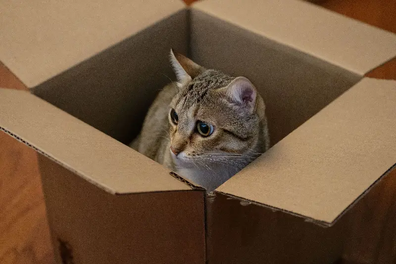 Cats gravitate towards those small cardboard boxes for some warmth and a cosy feel.