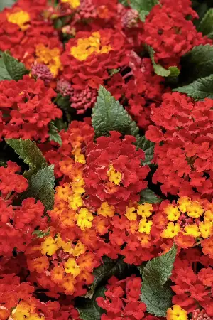On Gardening: This lantana will give your garden a 'Royale' touch